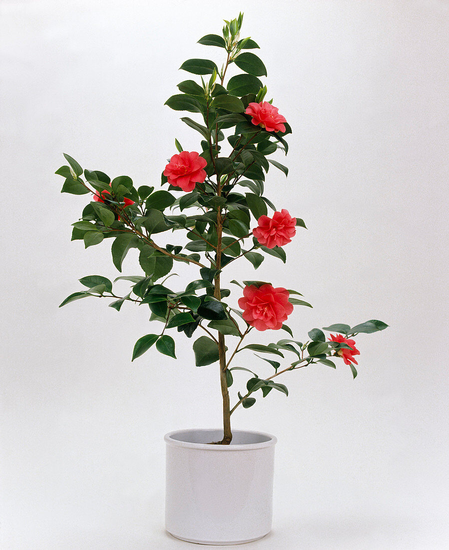 Camellia japonica (camellia) in a white planter