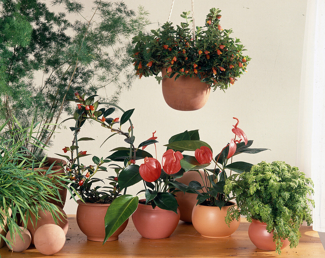 Hypocyrta glabra (Kussmäulchen), Anthurium-Scherzerianum-Hybride