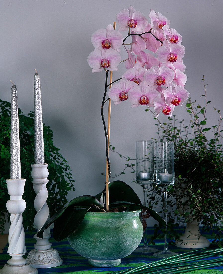 Phalaenopsis-Hybr. vor weisser Wand, Kerzenhalter