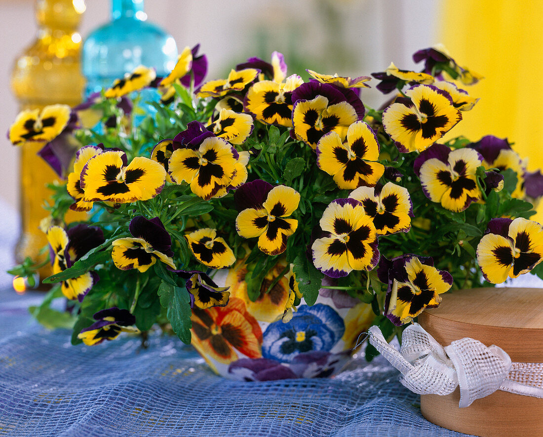 Viola wittrockiana (Pansy) in planter with pansy motifs