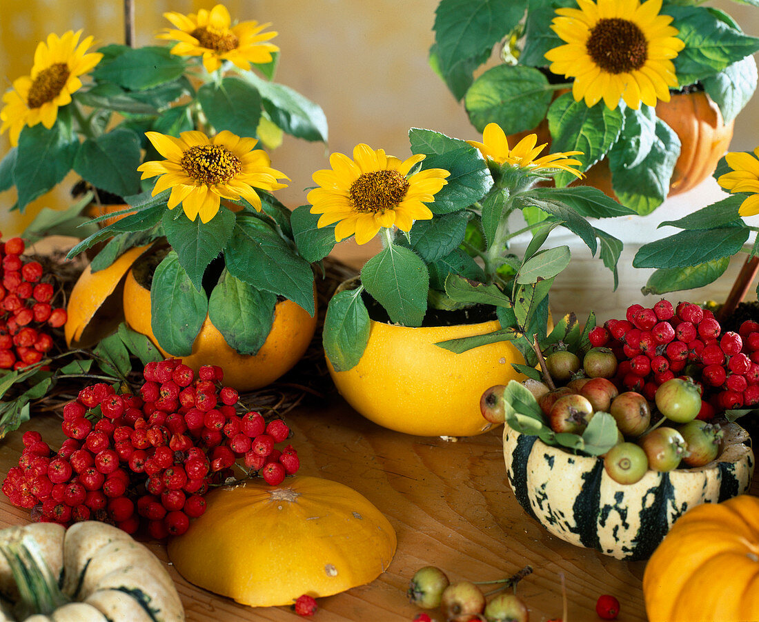 Helianthus (Sunflower) In hollowed mini pumpkins