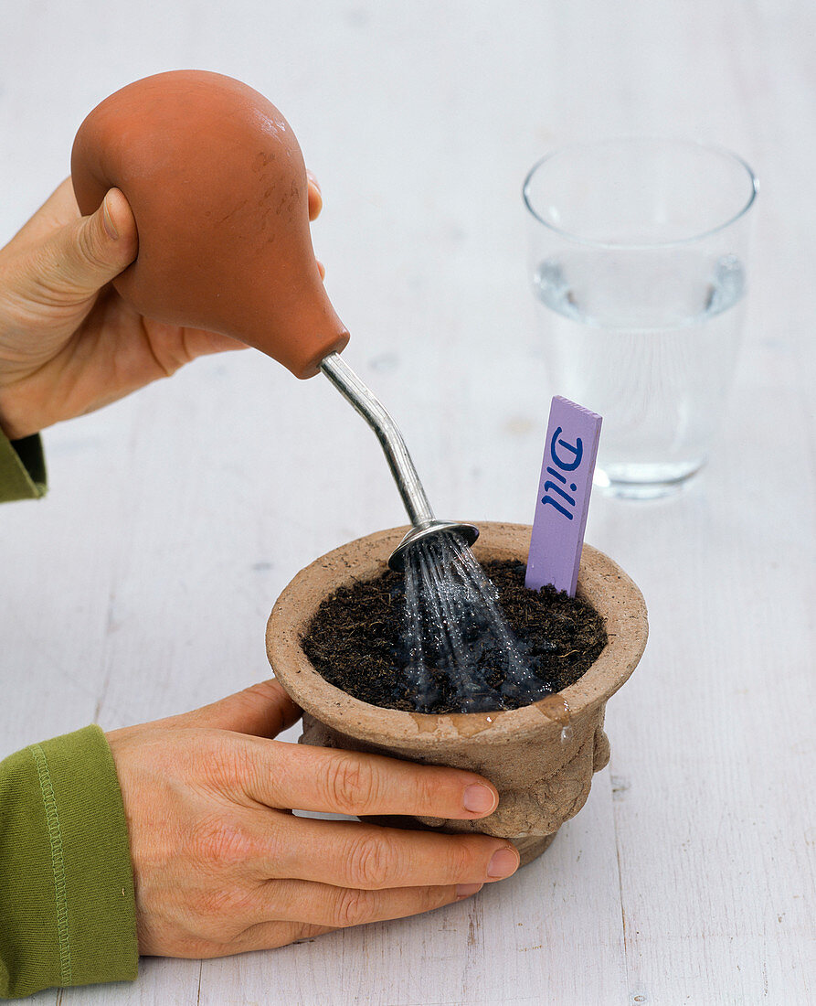 Dill - Sowing with seed disc (3/4)