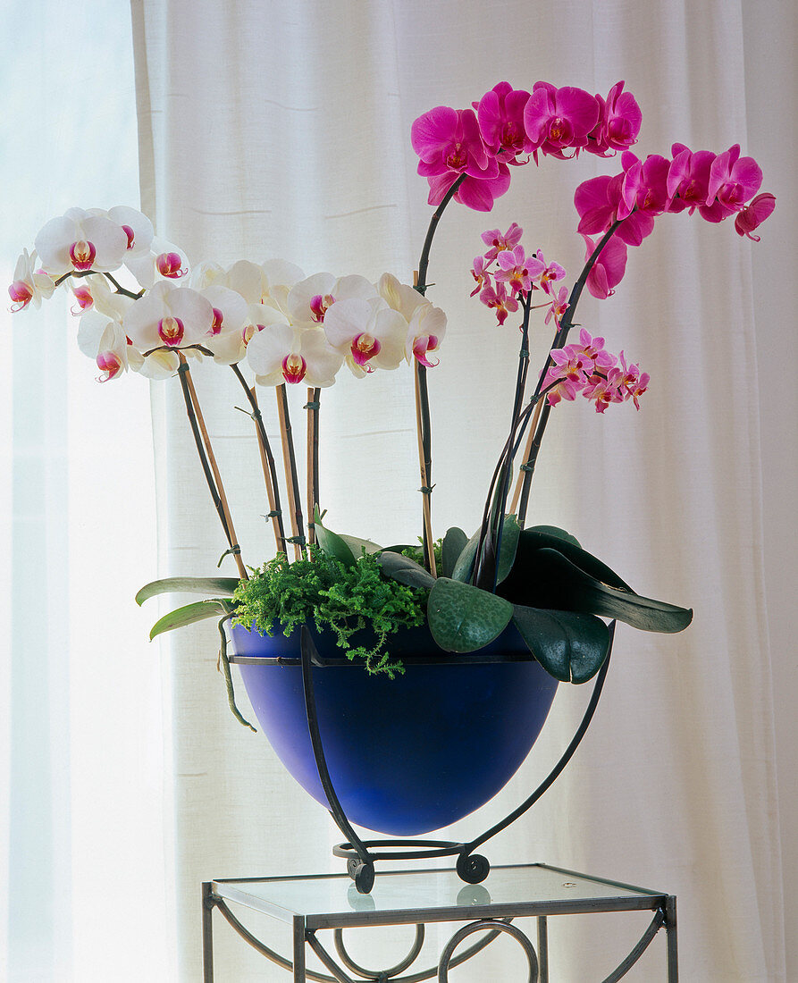 Phalaenopsis hybr. (butterfly orchids) on a table