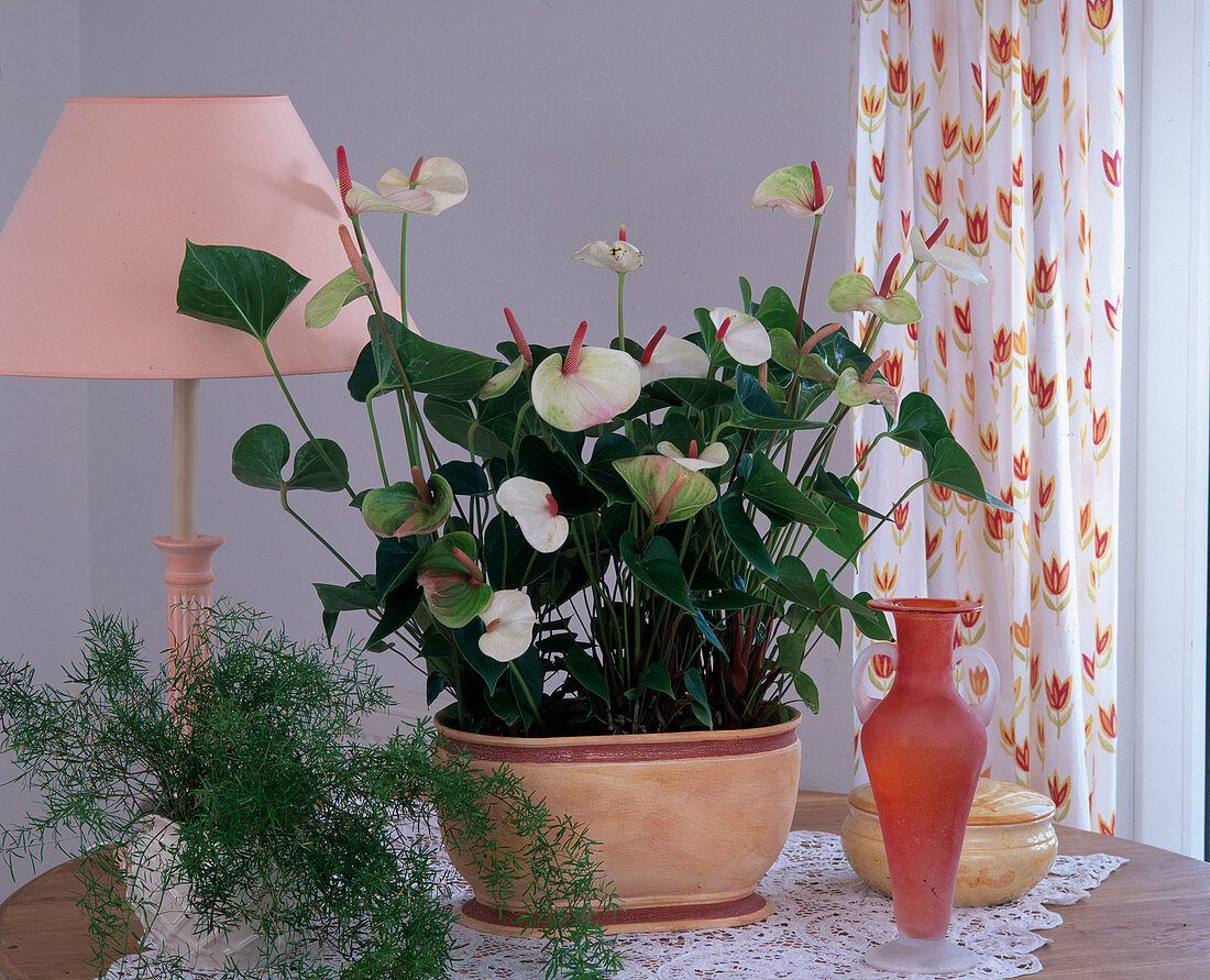 Anthurium 'Champion' (flamingo flower), Asparagus (ornamental asparagus), vase