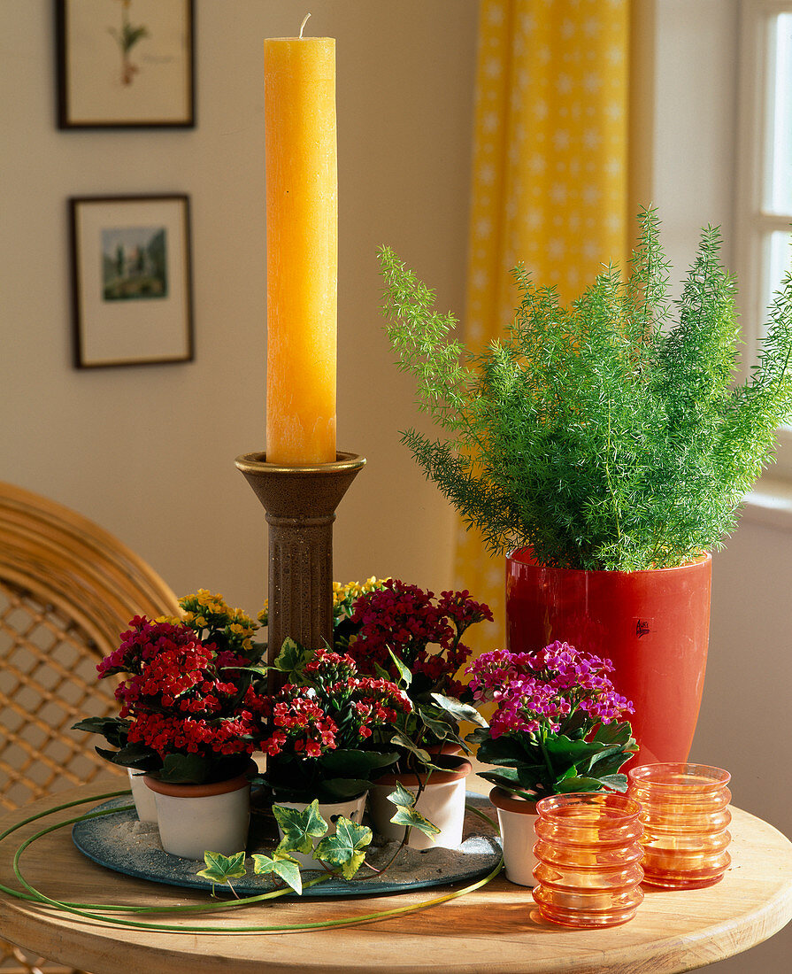 Kalanchoe blossfeldiana (Flaming Daisy) as mini, Asparagus (Ornamental Asparagus)