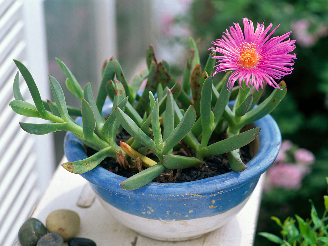 Lampranthus spectabilis (Midday flower)