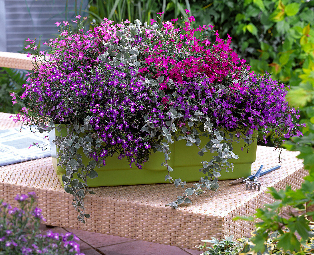 Lobelia Hot 'Lilac' 'Pink Star' 'Blue' 'Blue with Eye'