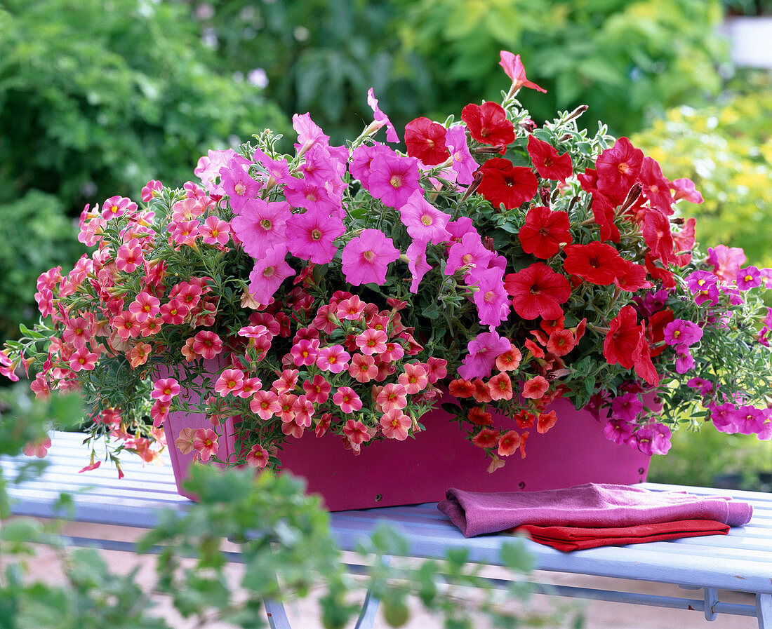 Petunia Sylvana 'Neopink''Real Red' (Petunien)