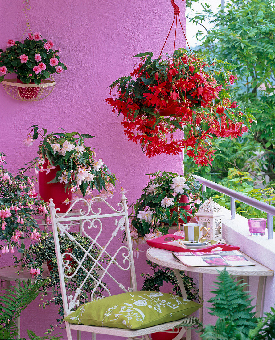 Schattenbalkon mit Begonia tuberhybrida (hängende Knollenbegonien)