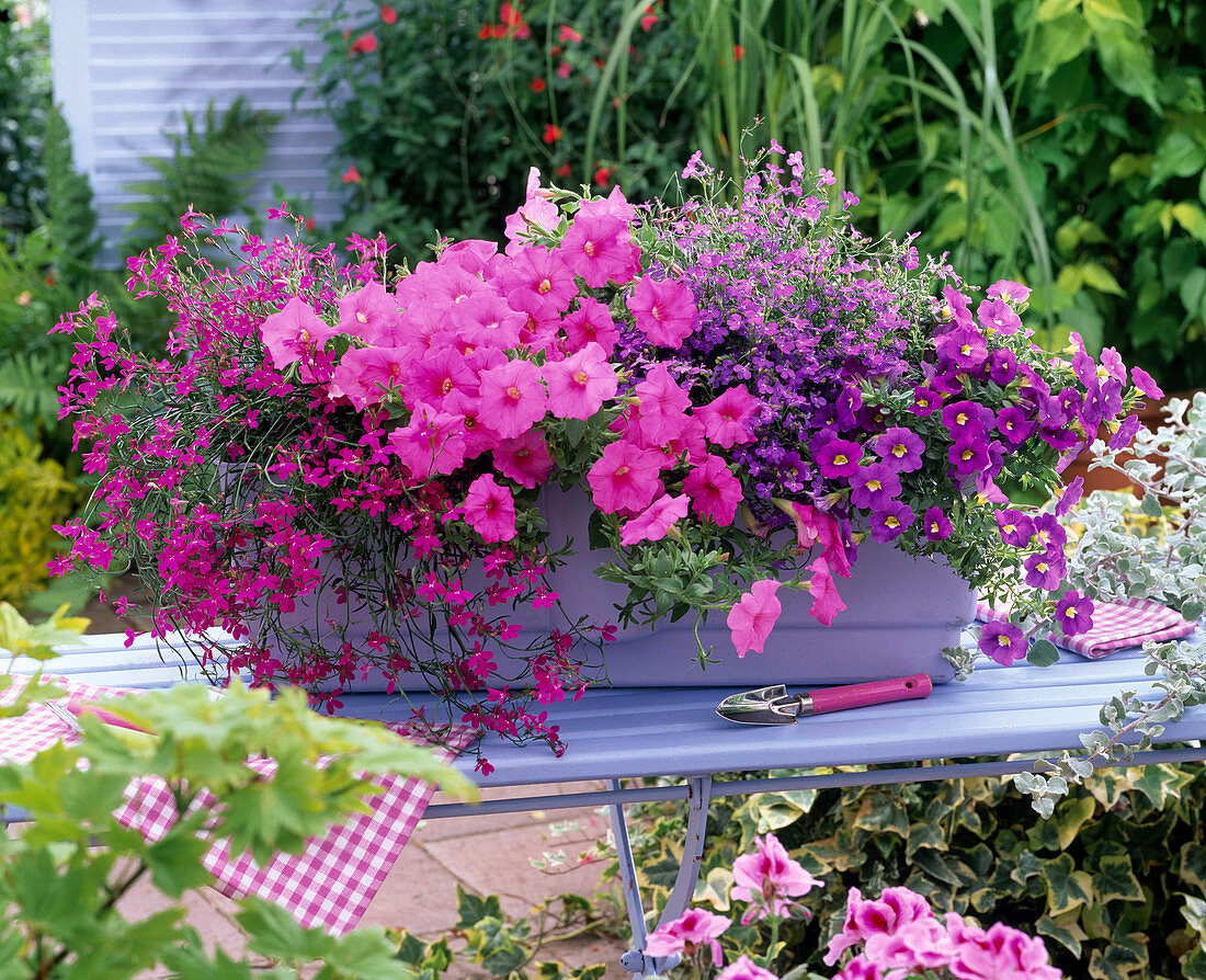 Lobelia Hot 'Lilac' 'Pink Star' (Männertreu)