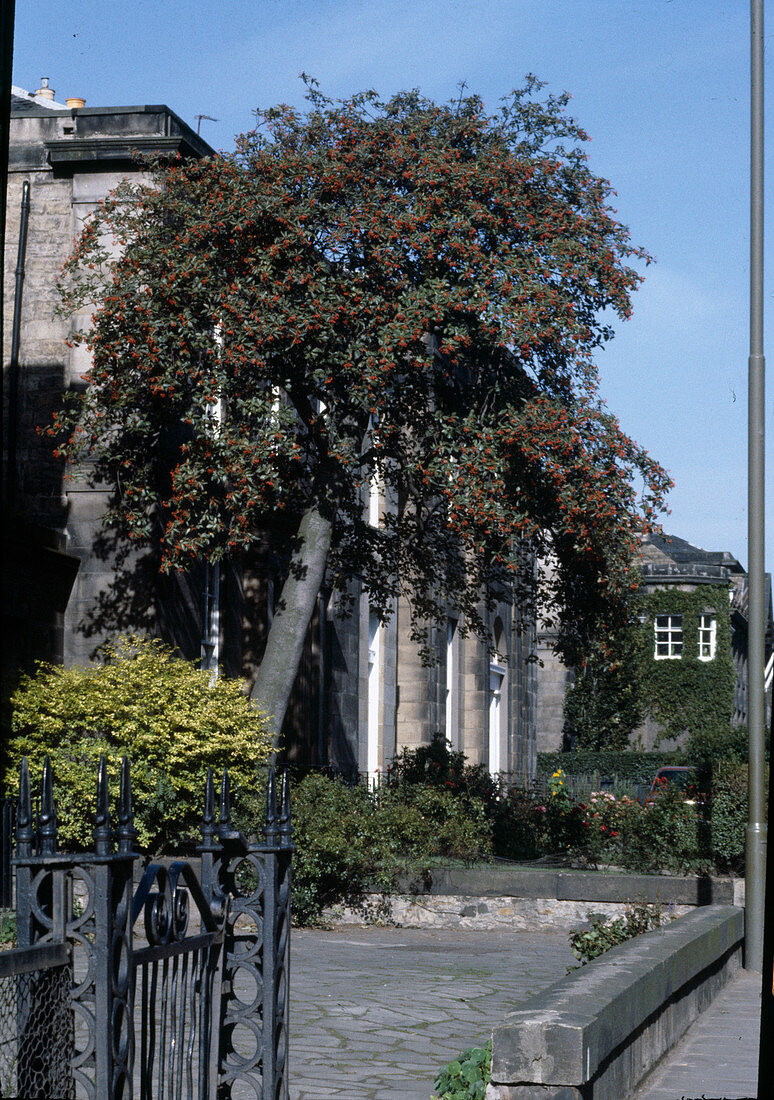 Crataegus (Hawthorn) in front of building