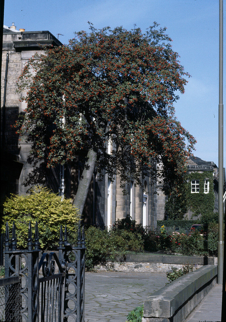 Crataegus (Weissdorn) vor Gebäude