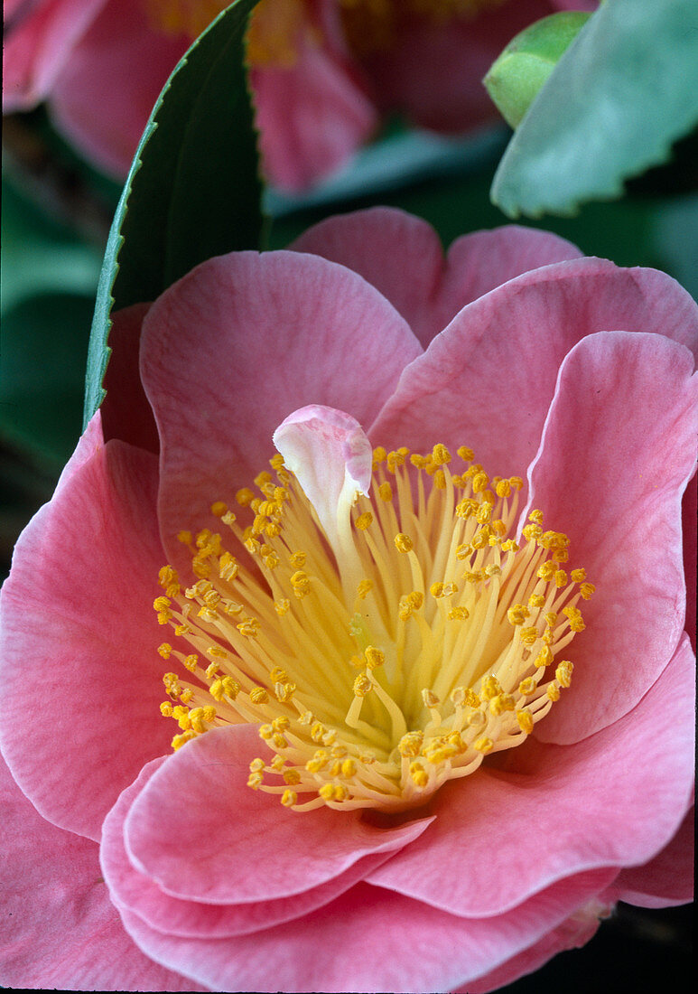 Camellia japonica 'California' (camellia)
