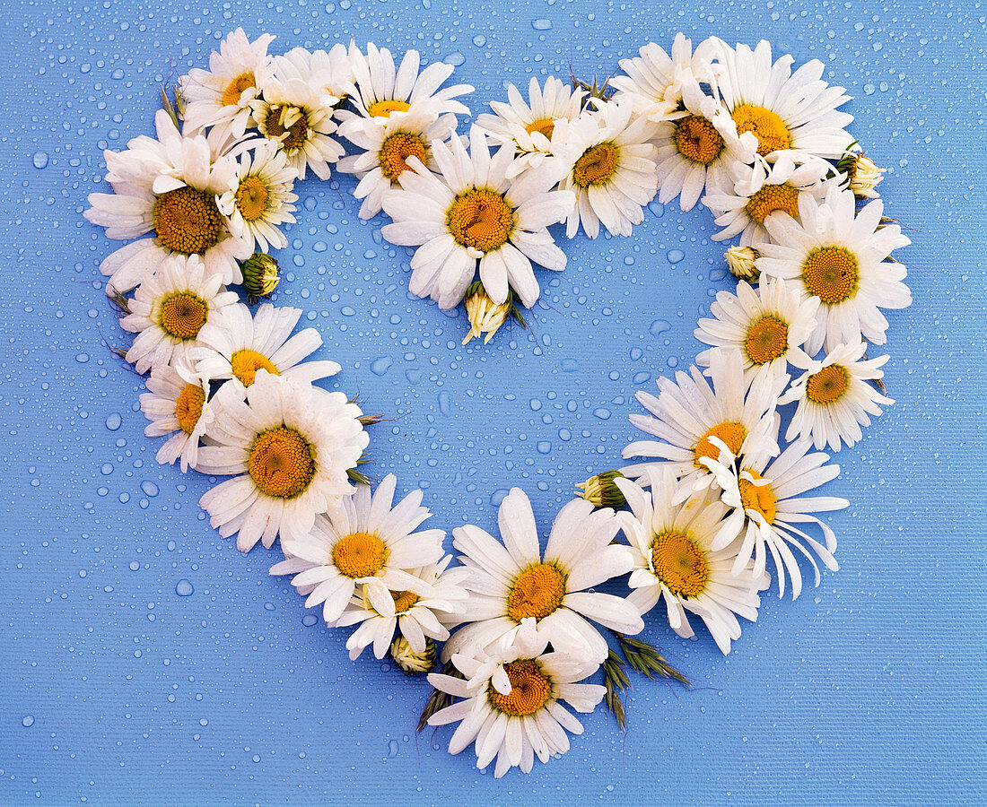 Heart of flowers of Leucanthemum (daisies)