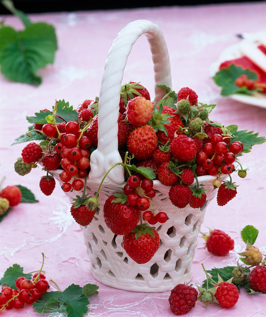 Fragaria (Erdbeeren), Ribes (Johannisbeeren), Rubus (Himbeeren)