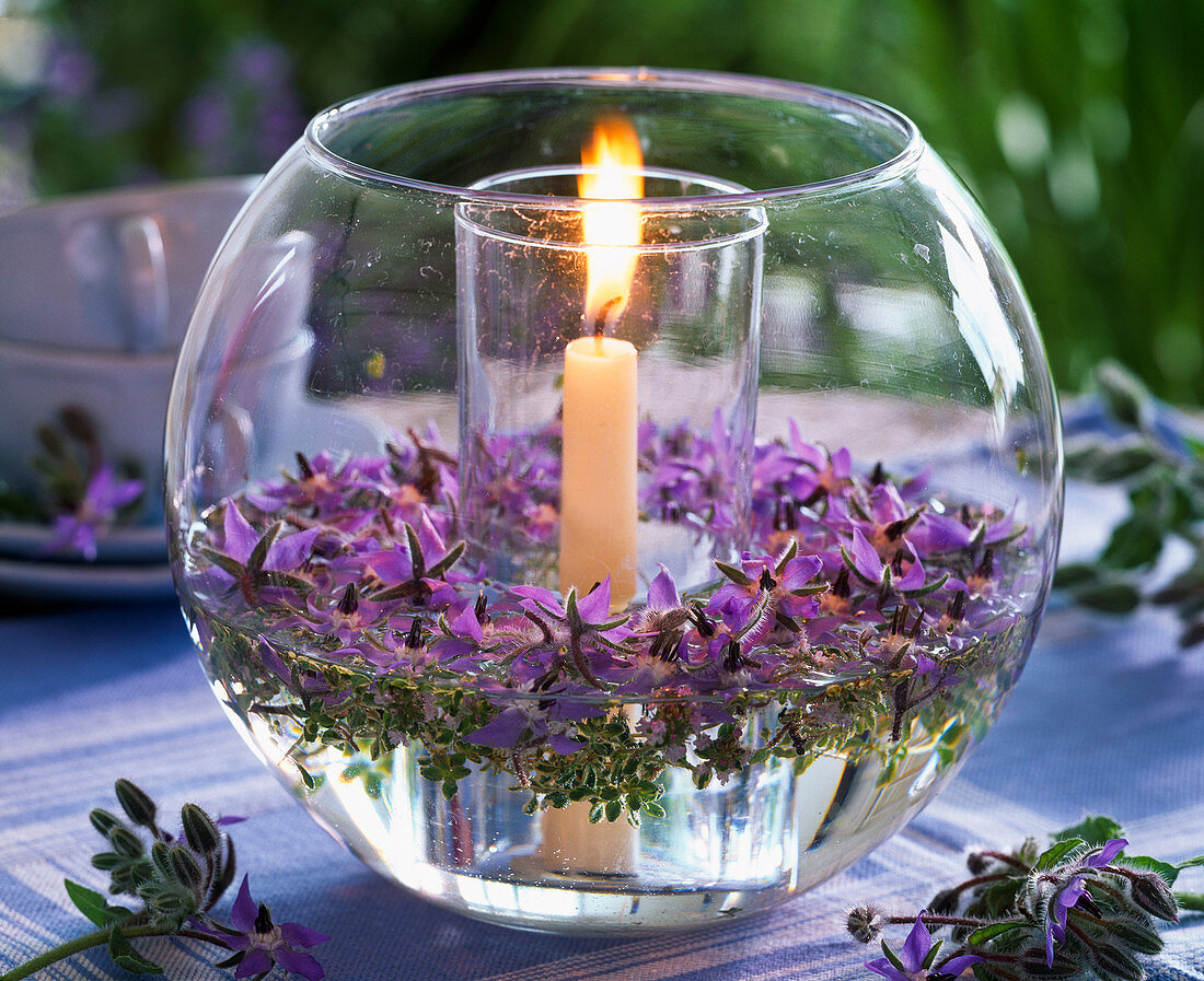 Borago (Borretsch) und Thymus (Thymian) in rundem Glas mit Kerze