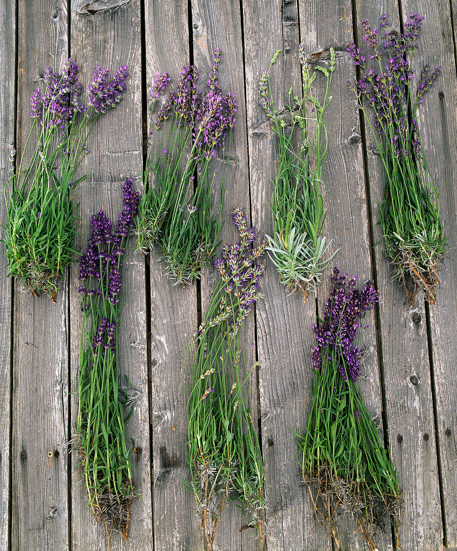 Board with different varieties of lavandula (lavender)