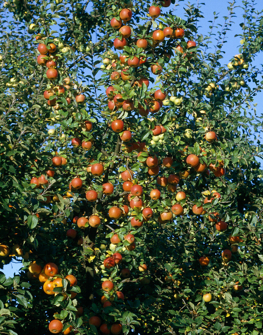 Apple 'Zabergäu-Renette', fruit tree