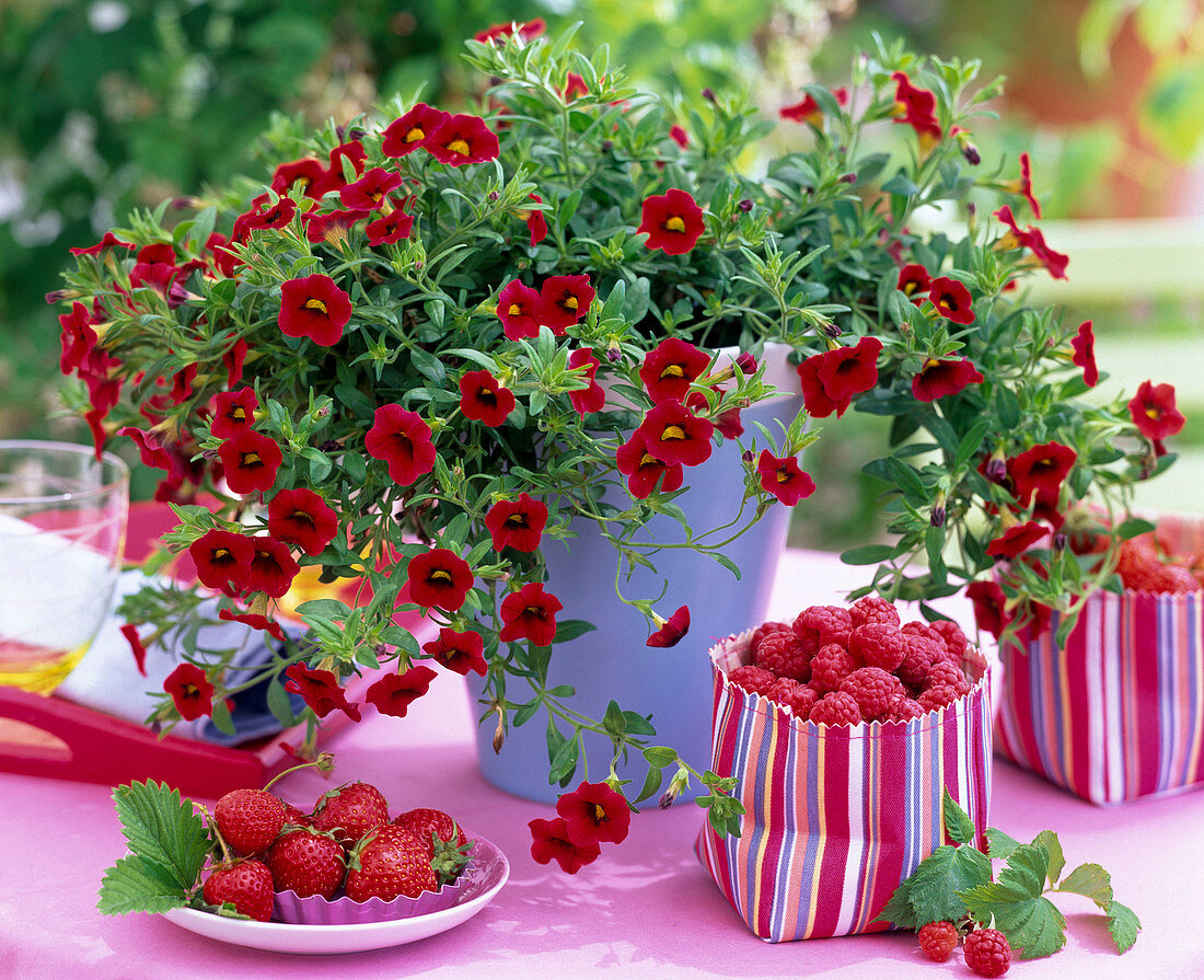 Calibrachoa Dream Kisses 'Deep Red'