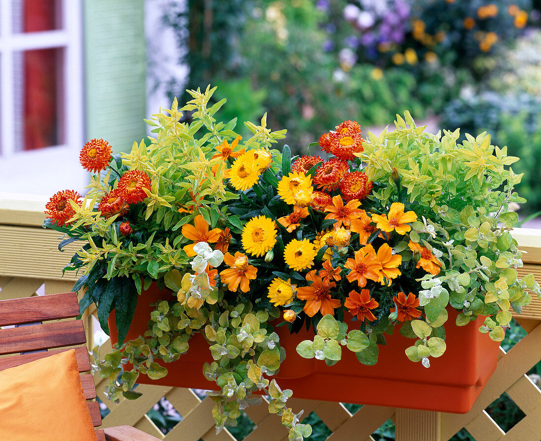 Helichrysum bracteatum (Strohblumen) gelb und orange