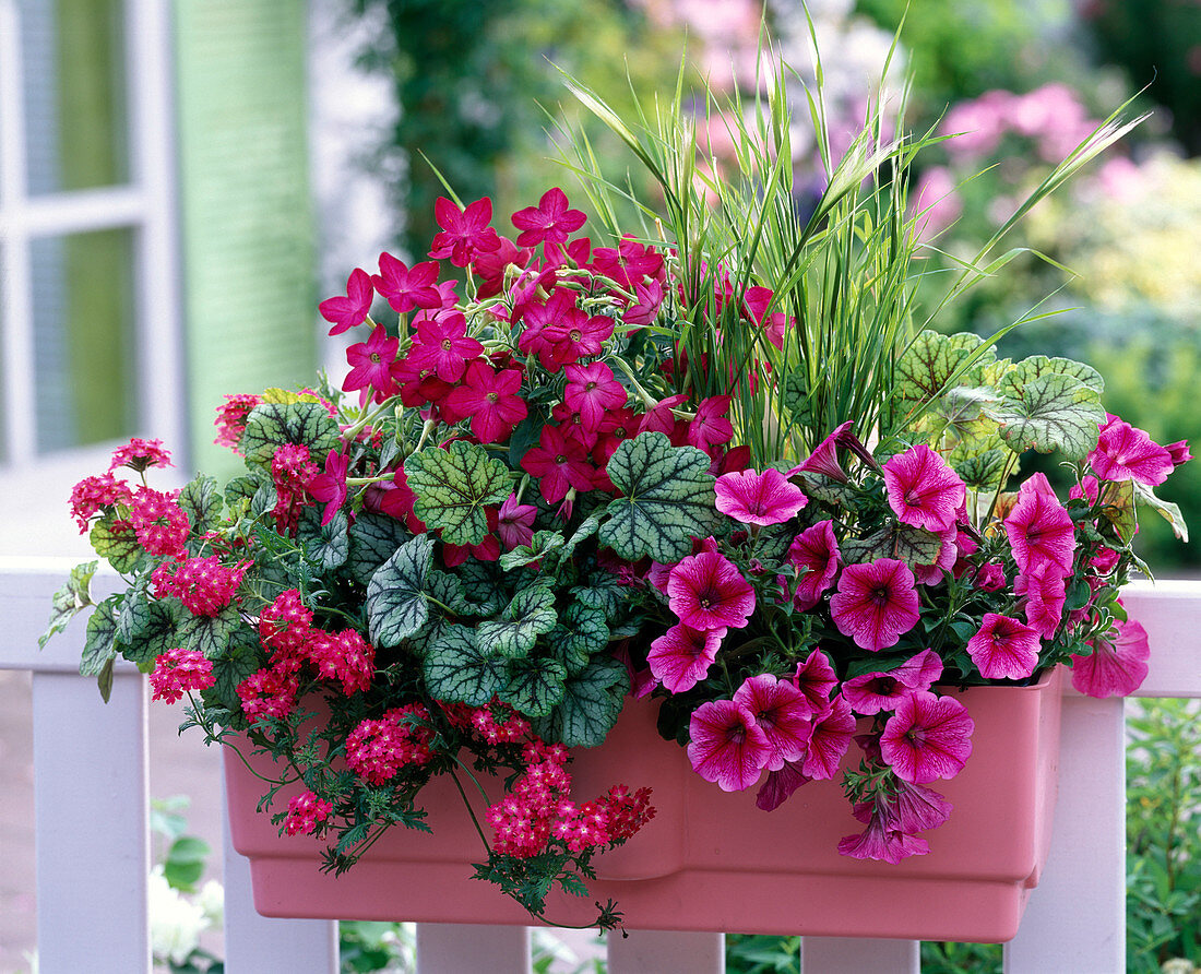 Petunia 'Purple Vein' (Petunie), Verbena Flamenco 'Dark Red'