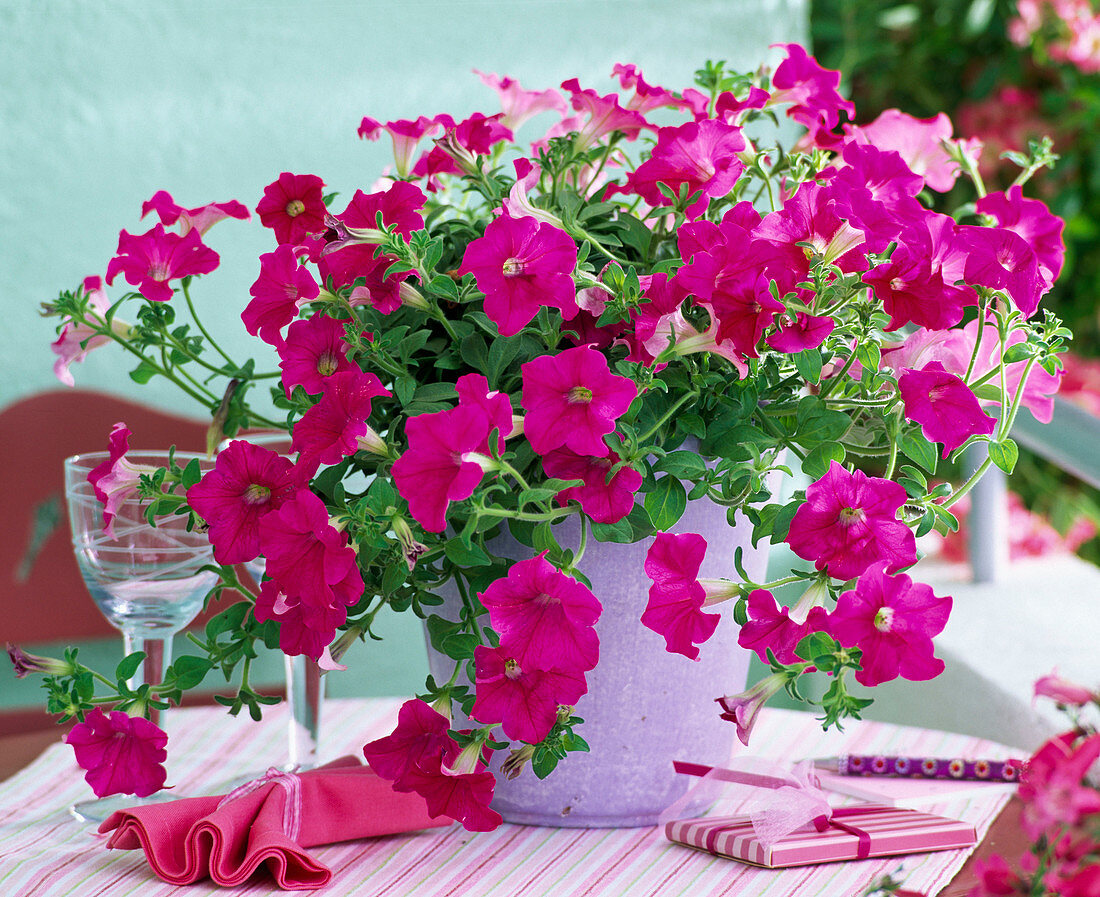 Petunia Sylvana 'Neopink' (Petunia) in a lilac planter