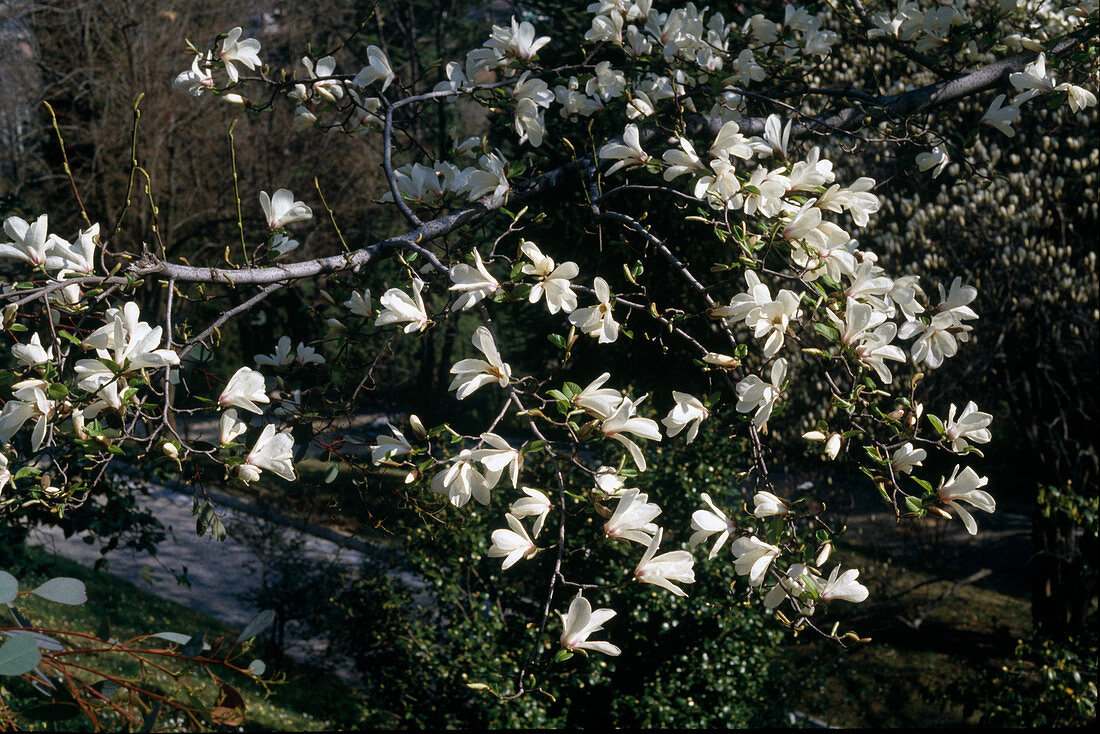 Magnolia (Magnolia)