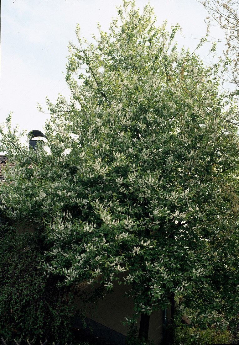 Prunus padus (Traubenkirsche) als Hausbaum