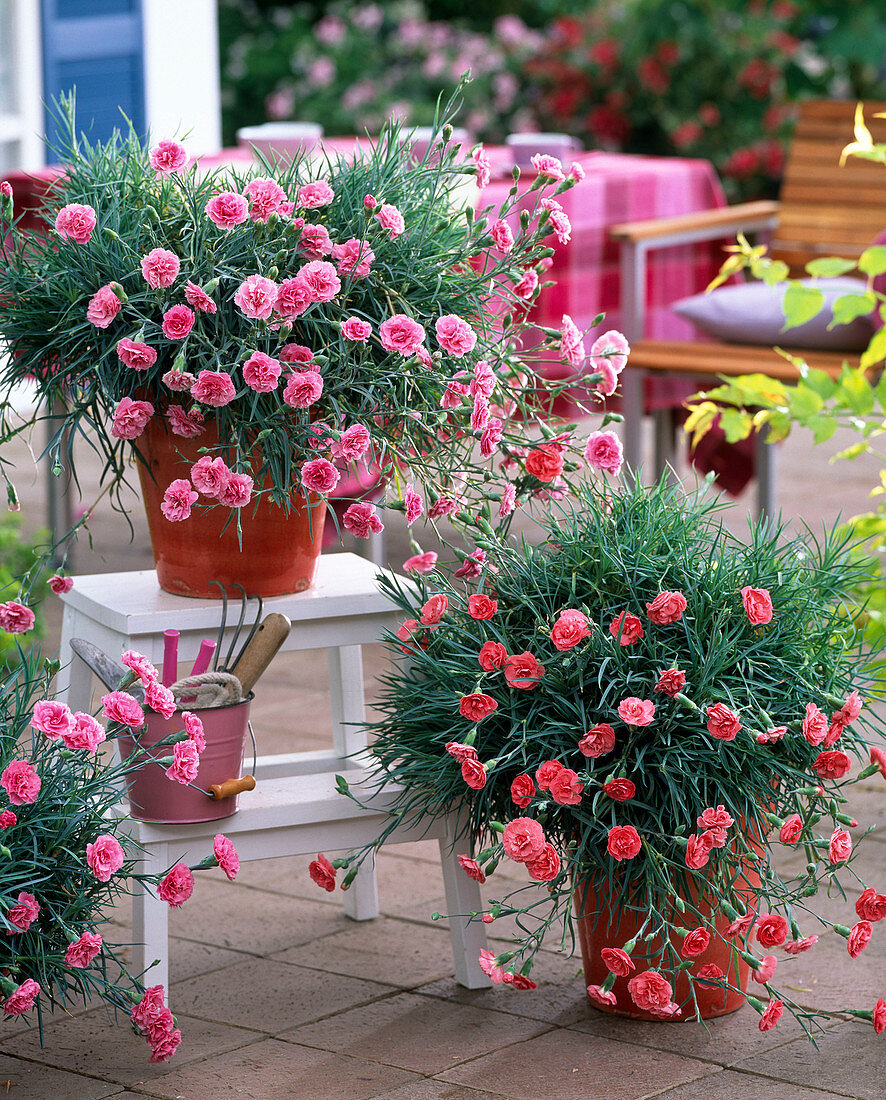 Dianthus Devon Cottage 'Pink Soft Red' (Nelken)