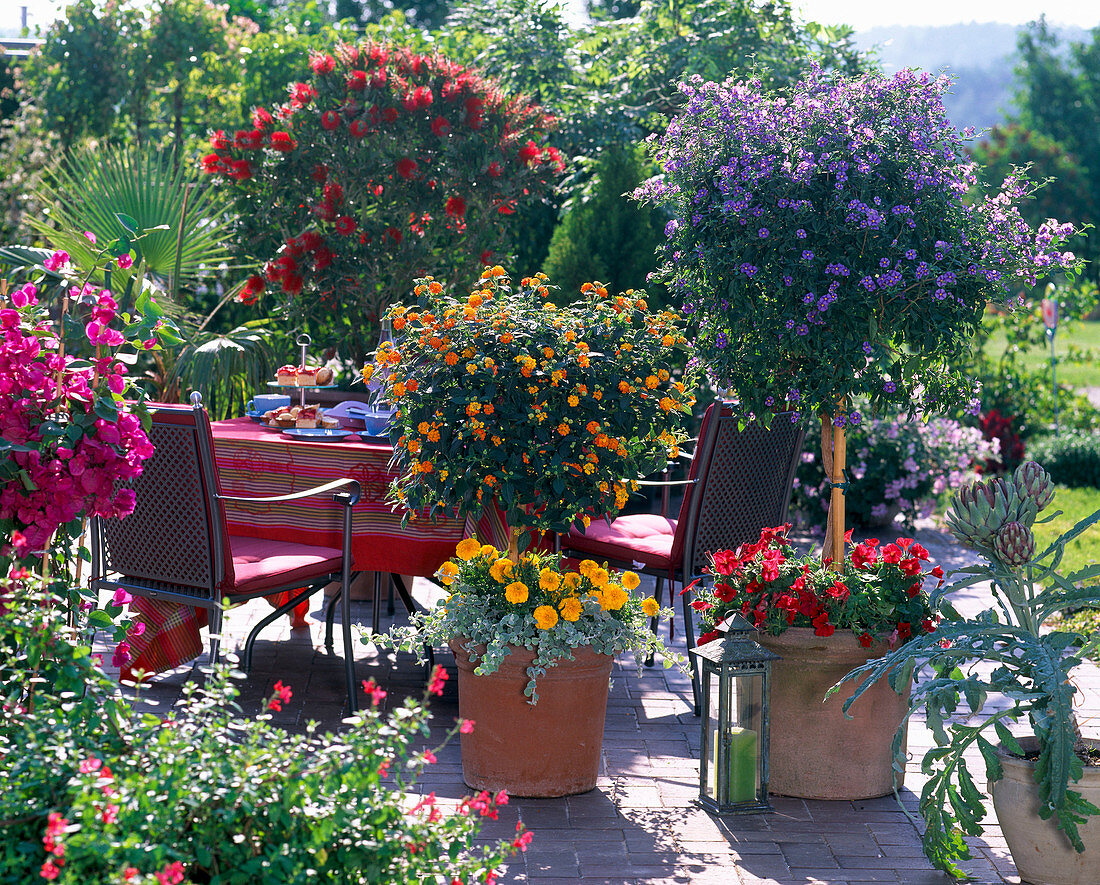 Container plant terrace, Solanum syn. lycianthes (gentian tree)