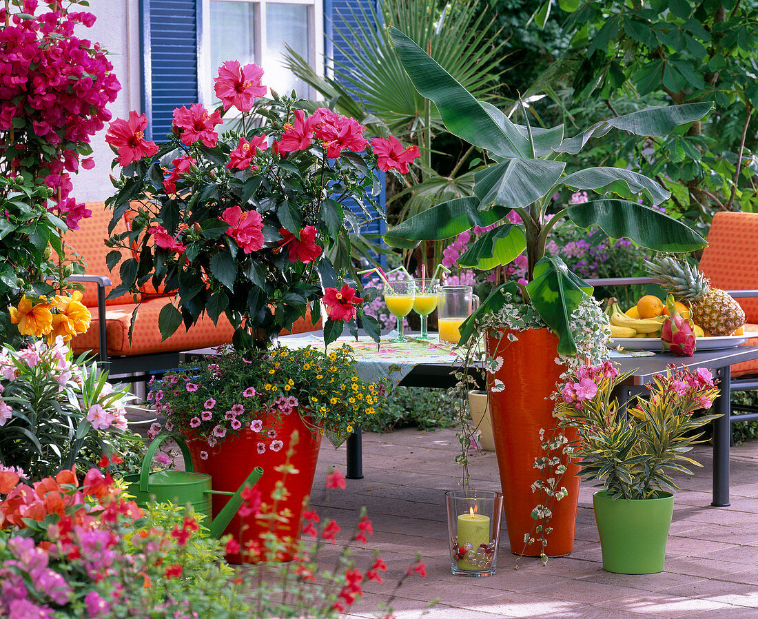 Caribbean Terrace, Hibiscus, Musa (Banana)