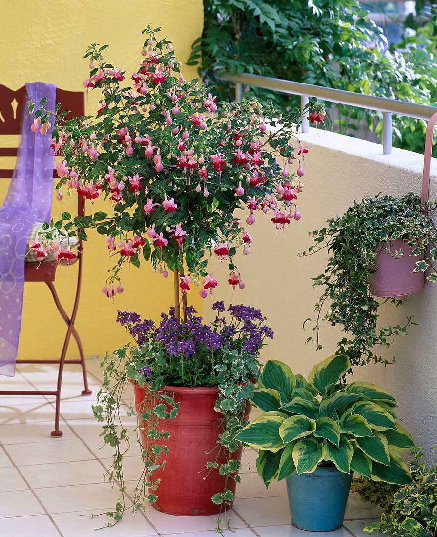 Shade balcony with fuchsia (fuchsia) stem underplanted