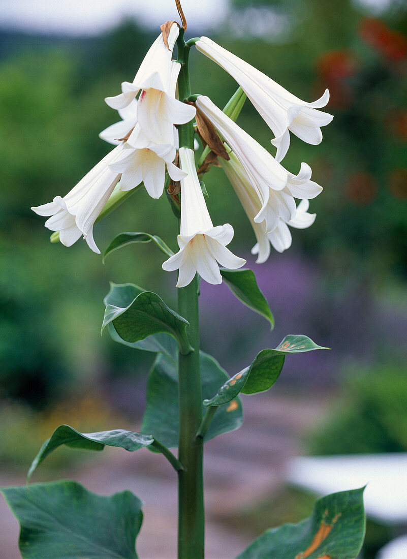 Cardiocrinum gigantheum (Riesenlilie), Blütenstand