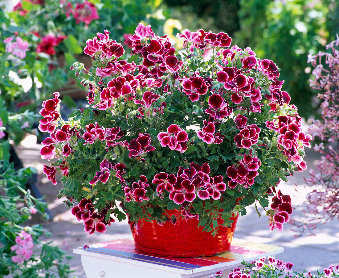 Pelargonium grandiflorum Aristo 'Beauty'