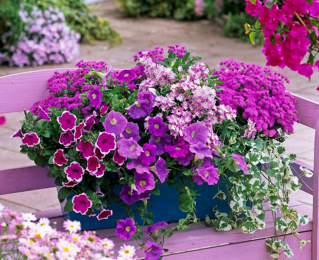 Petunia Sylvana 'Queen', Dreams 'Sky Blue' (Petunien)