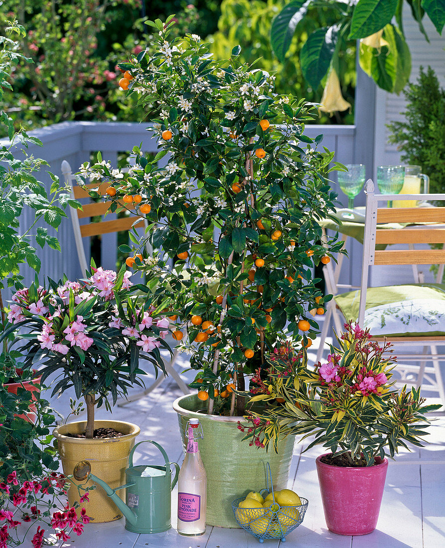 Citrofortunella microcarpa (Calamondinorange), Nerium