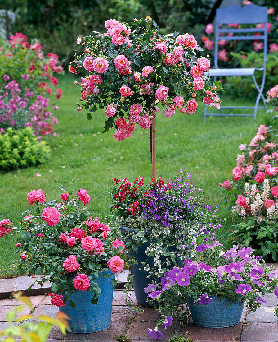 Rosa 'Charmant' (Rose), Zwergrose, leicht duftend, gesund, robust und öfterblühend