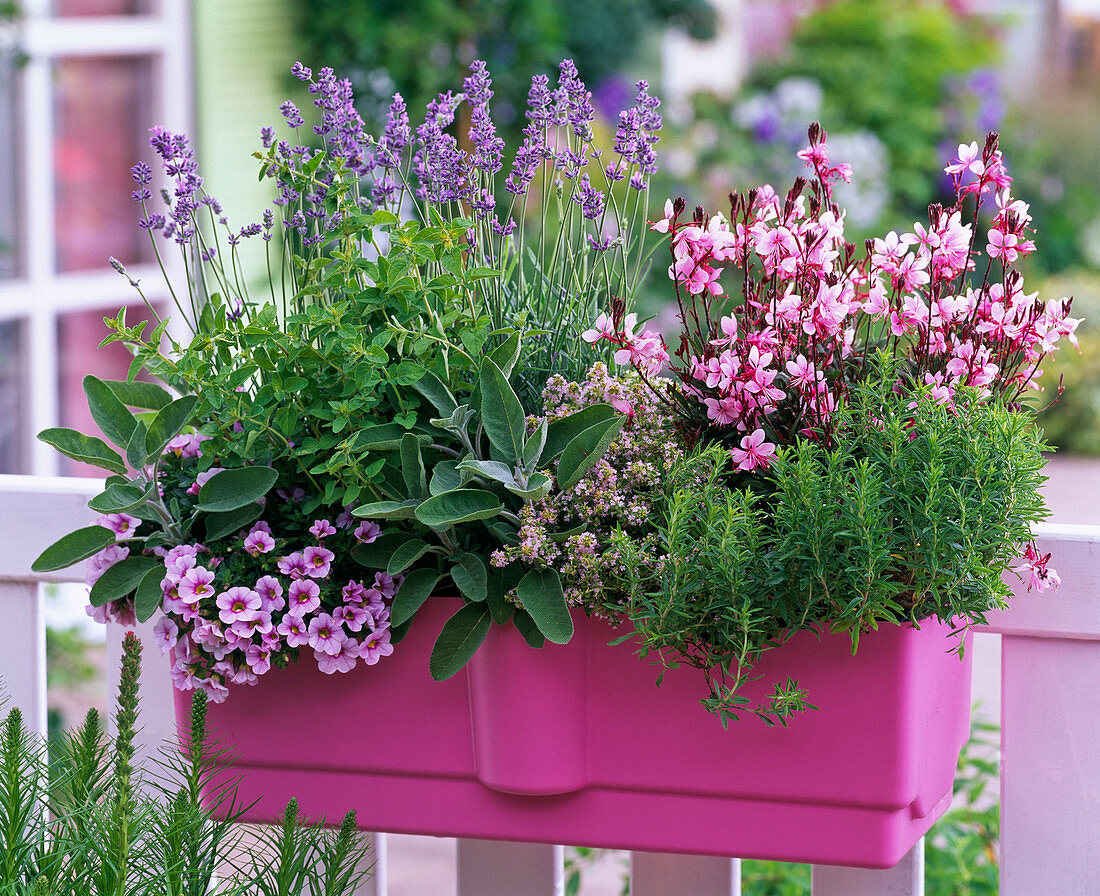 Lavandula (lavender), Salvia officinalis (sage), Origanum