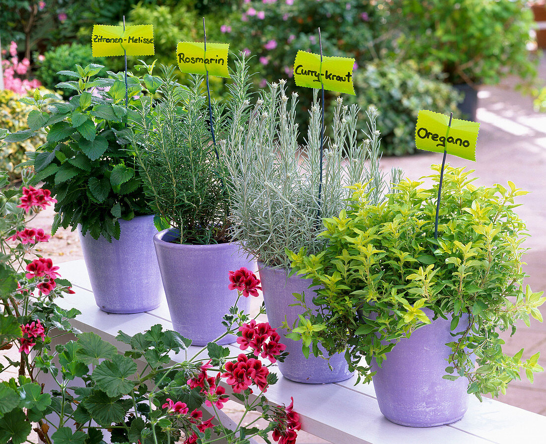 Herbs in purple planters lined with name tags