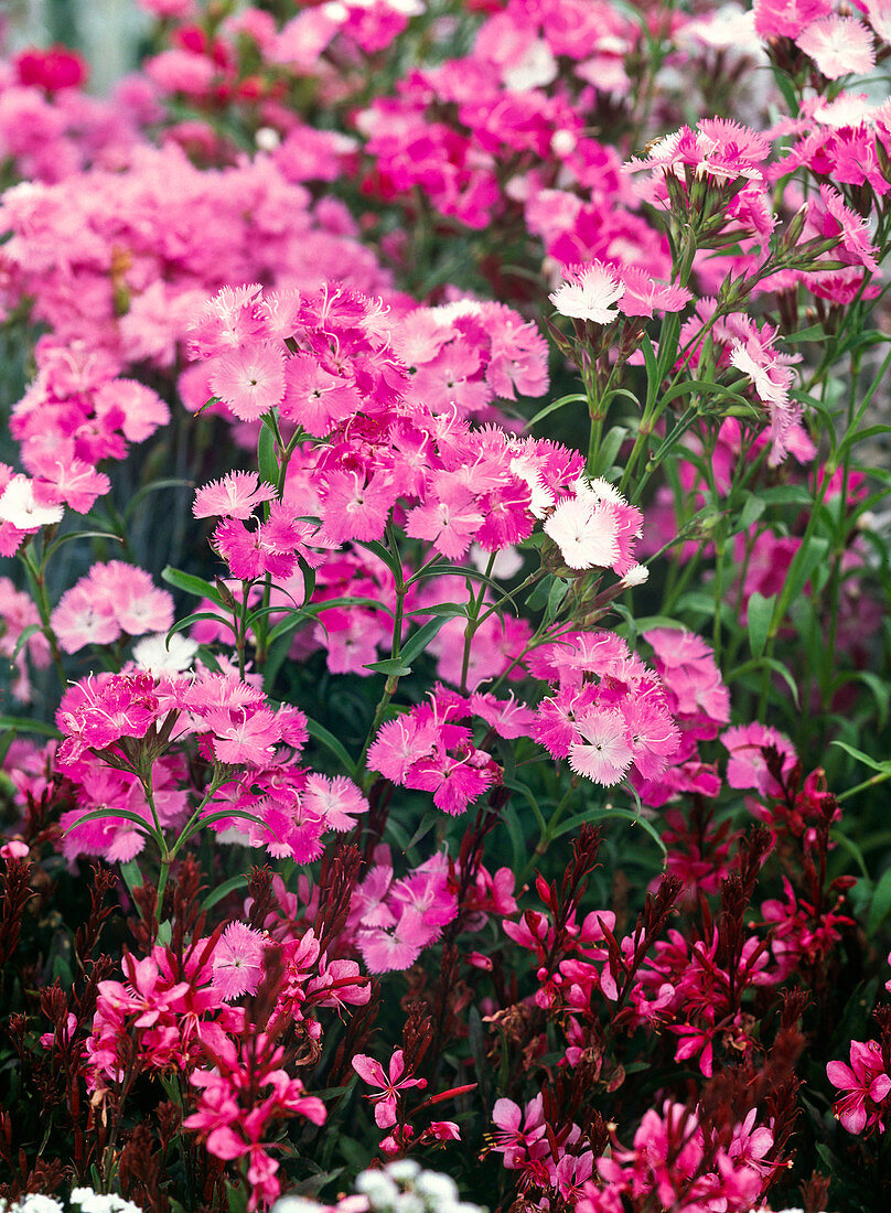 Dianthus barbatus interspecific Amazon 'Pink Magic' (carnation)