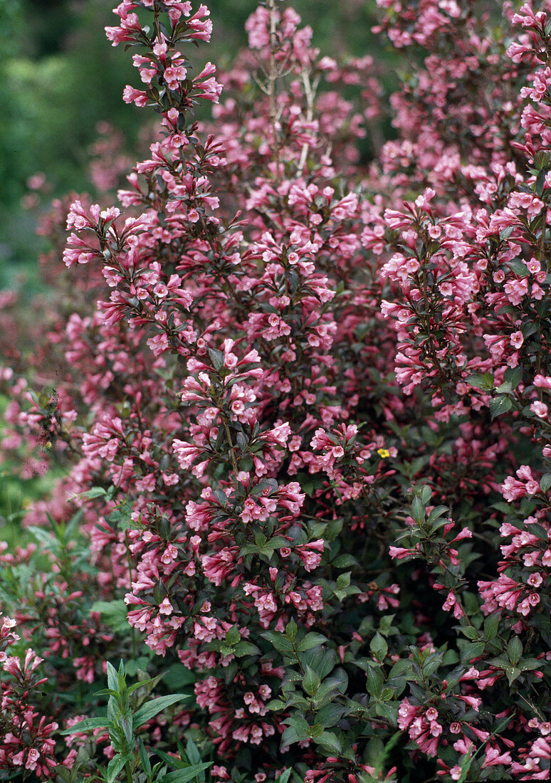 Weigelia Florida