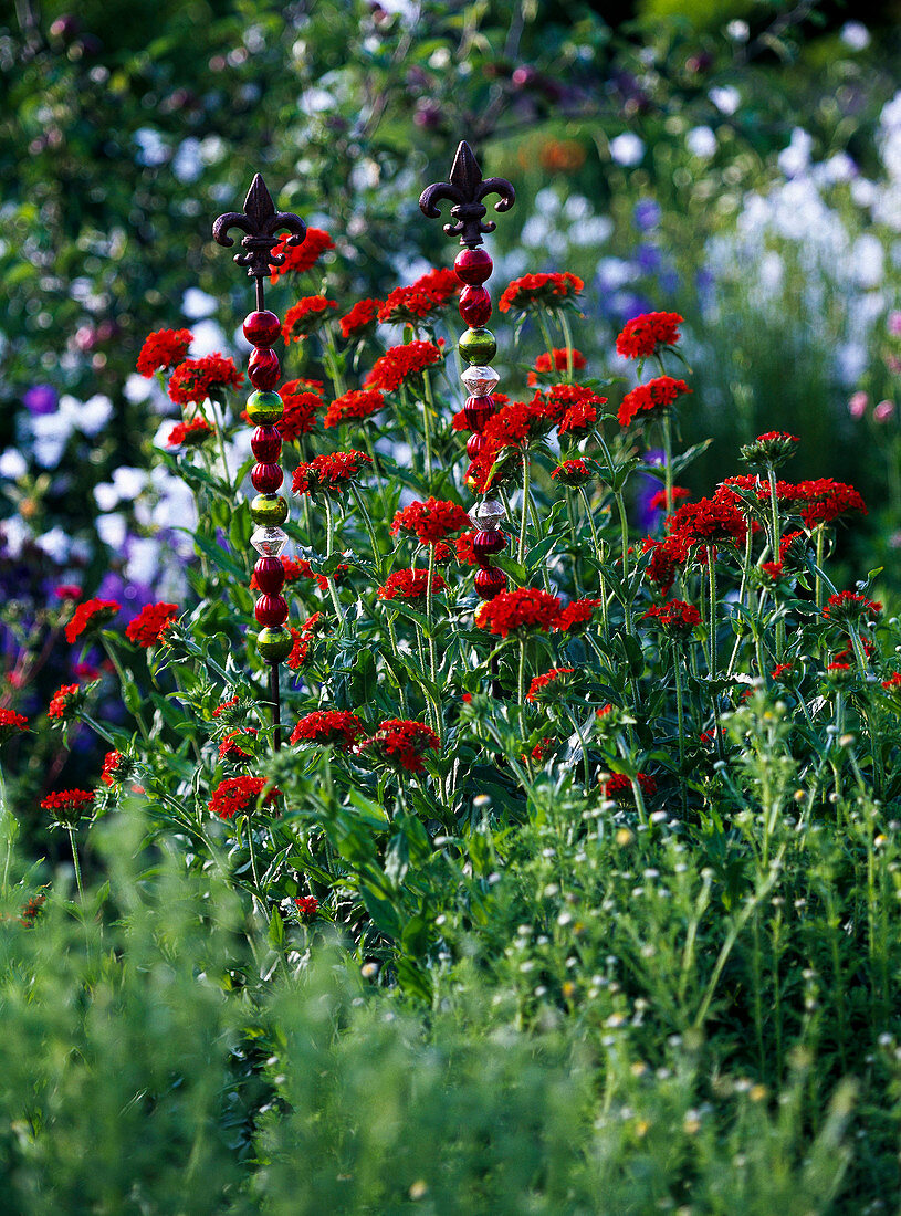 Lychnis chalcedonica (Burning love)