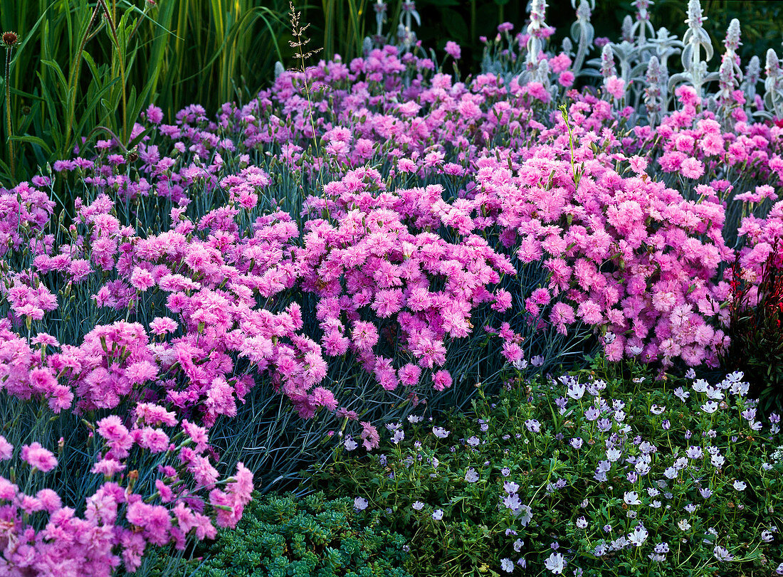 Dianthus plumarius 'Maggie' (gefüllte Federnelke)