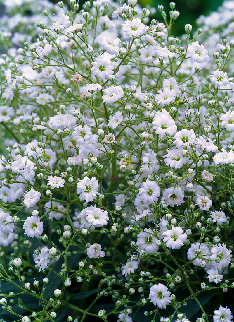 Gypsophila (Schleierkraut) mit gefüllten Blüten