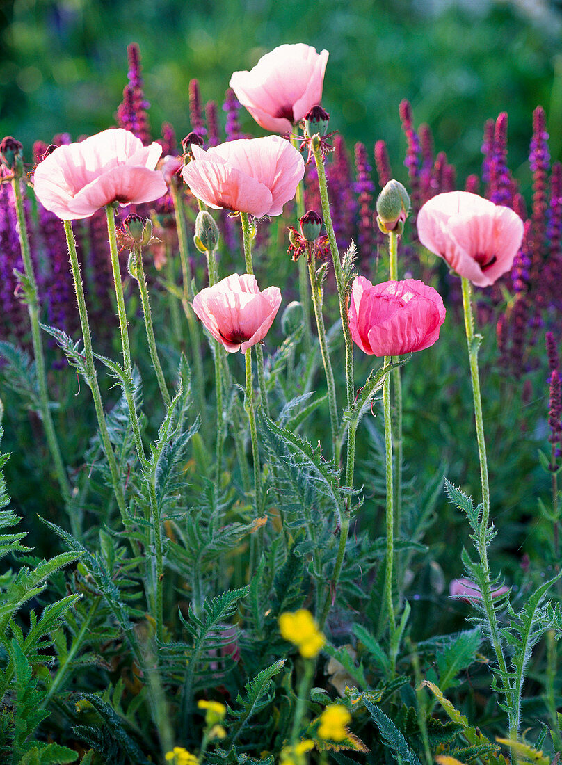 Papver orientale 'Coral Reef' (Turkish poppy)