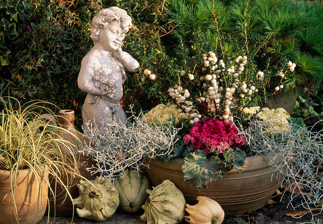 Pernettya mucronata 'Alba' (Peat Myrtle), Brassica (Ornamental Cabbage), Calocephalus