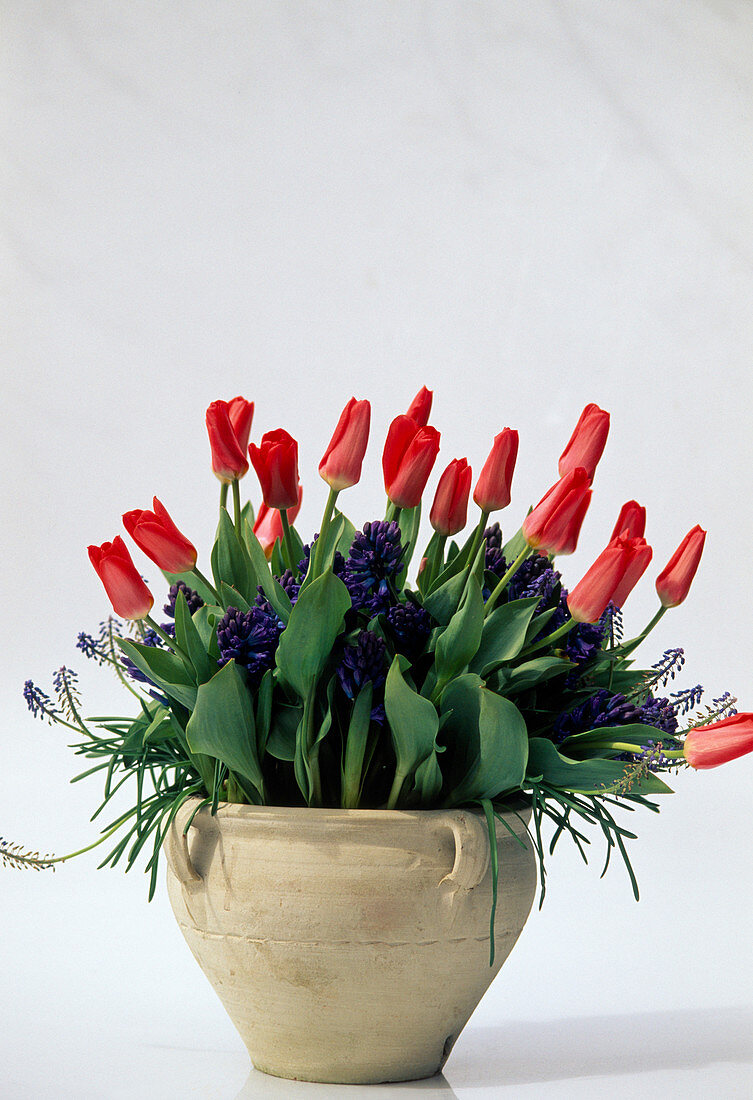 Tulipa 'Rose Emperor' (Tulpen), Hyacinthus (Hyazinthen), Muscari
