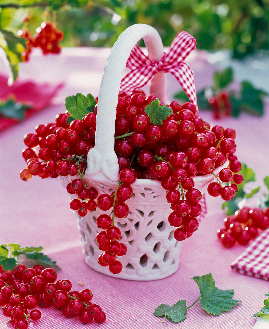 Ribes (rote Johannisbeeren) in Porzellankorb mit Schleife