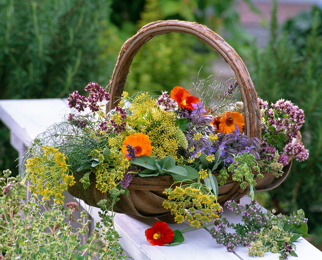 Foeniculum, Calendula, Origanum, Borago