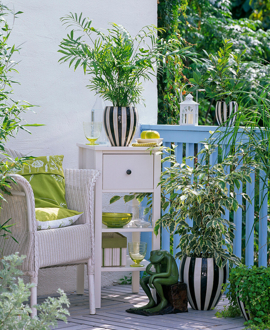 House plants on the balcony